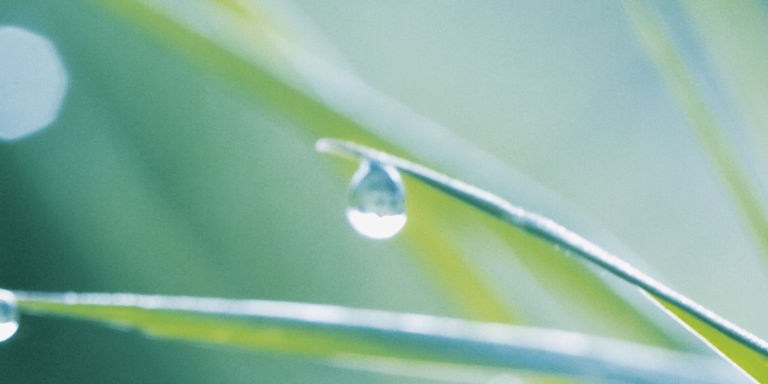 Coloplast - Unternehmenskommunikation Casemotiv Natur Nahaufnahme von Wassertropfen auf Grashalmen